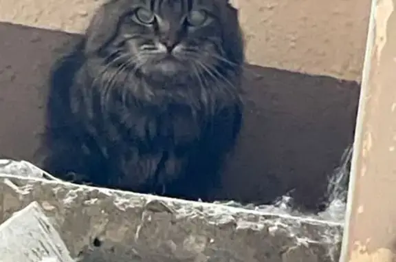 Найдена кошка, Котельники, фото: Кошка найдена: Новая ул., 17Б, Котельники