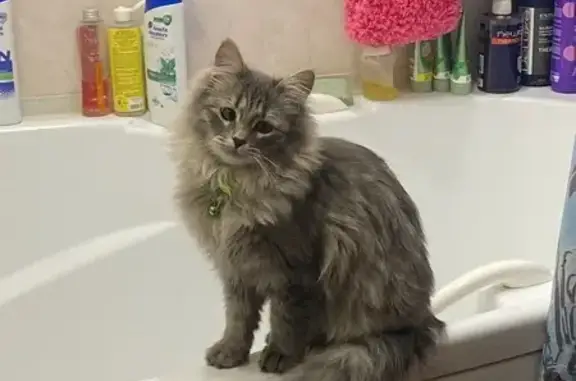 Кошки потеряшки, Нижнекамск, фото: Потеряшка кошка, Шишкин хутор, Нижнекамск