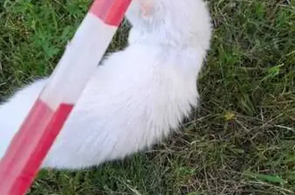 Кошка найдена на 2-й Хабаровской, 8А