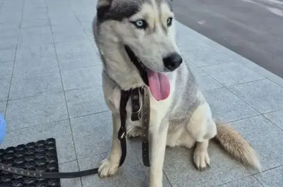 Собака найдена: Козьмодемьянский тракт, 125