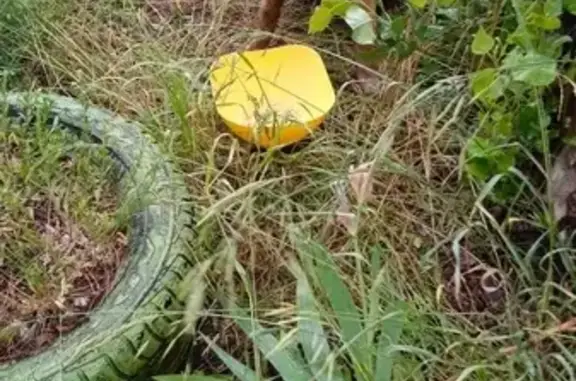 Собака найдена на ул. Гайдара, Липецк