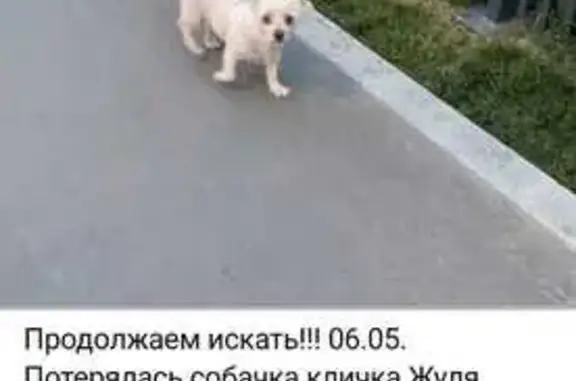 Пропала собака, ул. Брусилова, 23
