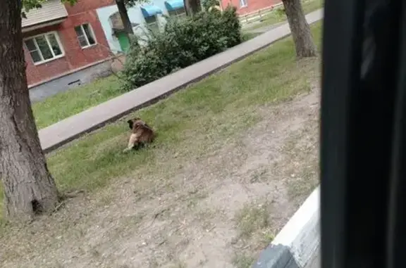 Найдена собака, Тула, фото: Собака найдена на Кутузова, 15, Тула
