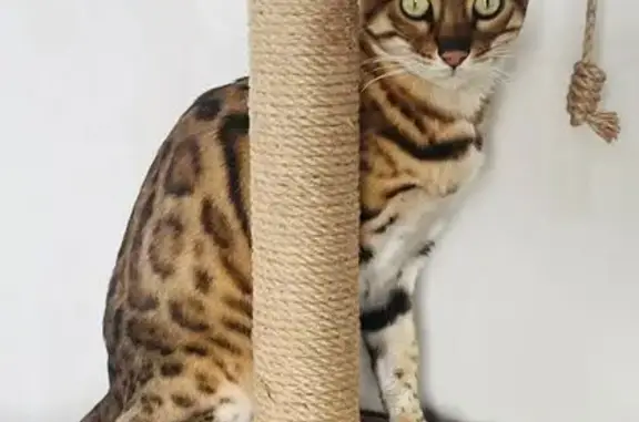 Пропала кошка, п. Мокино, ул. Майская