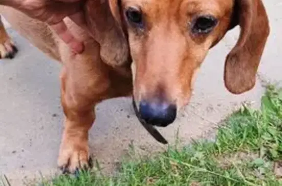 Найдена собака, Чебоксары, фото: Такса найдена на Щорса, 26, Чебоксары