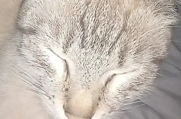 Пропала кошка, Республиканская 2, Буй