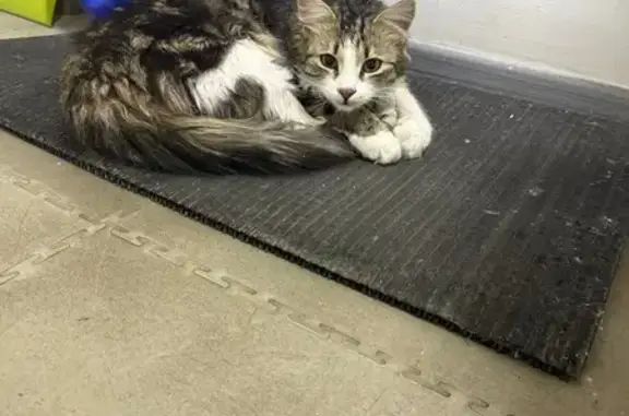 Кошка найдена: ул. Кутузова, 29, Тула