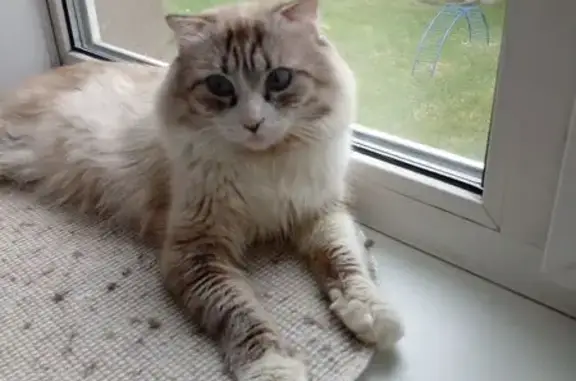 Найдена кошка, Электросталь, фото: Кошка найдена у налоговой, Советская 5