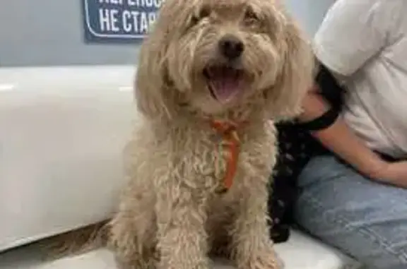 Найдена собака, Москва, фото: Собака найдена: Биовет, Миклухо-Маклая, 40к1