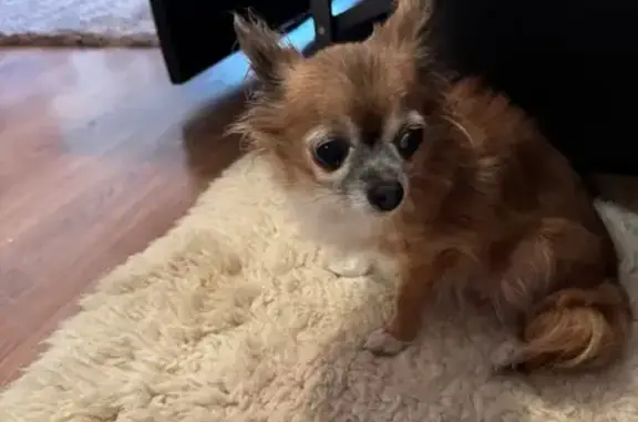 Найдена собака, Новосибирск, фото: Собака найдена: ул. Кирова 27, Новосибирск