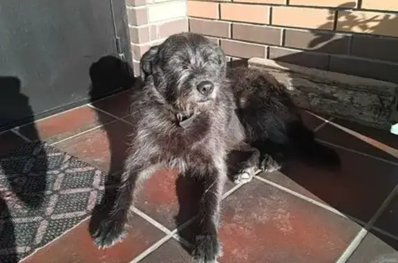 Найдена собака, , фото: Найдена собака, Нагорное, ДК «Волга»