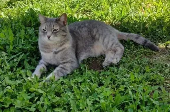 Кошки потеряшки, Табар-Черки, фото: Потеряшка кошка в Табар-Черки, Татарстан