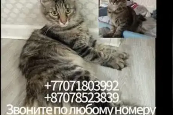 Потерянные животные Астана, фото: Пропал котенок, ул. Ауэзова 32/1, Астана