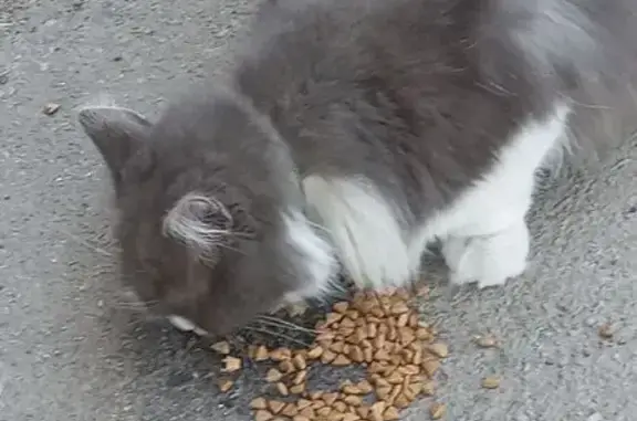 Найдена кошка, Ростов-на-Дону, фото: Кошка найдена: Лермонтовская 177А, РнД