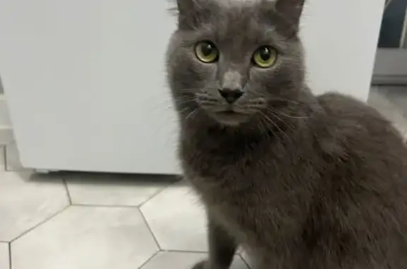 Кошка найдена: Ботаническая ул. 19, Екб