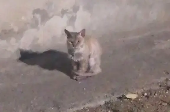 Найдена кошка, Майкоп, фото: Пропала кошка, Железнодорожная 158, Майкоп