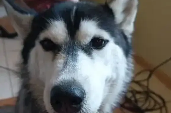 Найдена собака, Алая ул. 17, Ростов-на-Дону