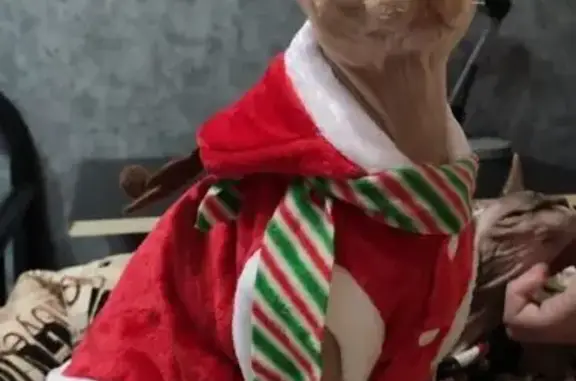 Кошки потеряшки, Краснодар, фото: Потеряшка рыжая кошка, Октябрьская 163