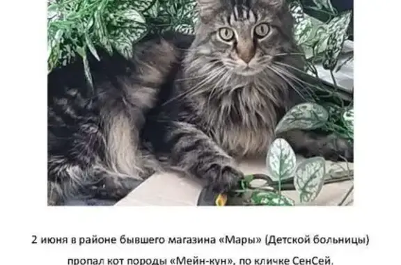 Кошки потеряшки, Кузнецк, фото: Потеряшка МейнКун, ул. Ленина, 362, Кузнецк
