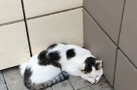 Кошка найдена у Мавлютова 5, Казань