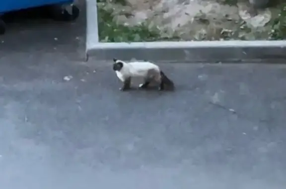 Кошка найдена: Генерала Тюленева, 29 к3