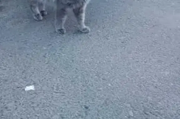 Кошка найдена на Бойцов 9-й Дивизии, 185А