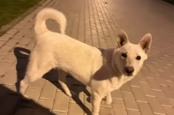 Собака найдена: ул. Конструкторов, 29А