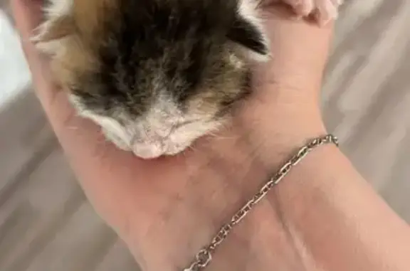 Найдена кошка, Пестрецы, фото: Кошка найдена: Пестрецы, 16К-1329