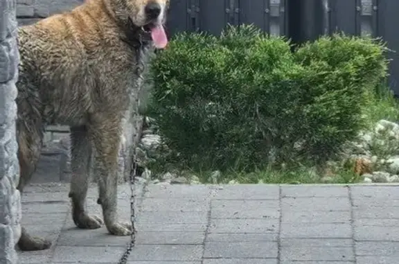 Собака найдена, 1-я Большая Окружная, Калининград