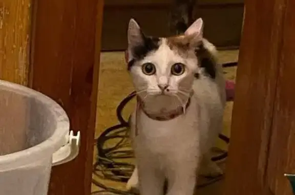 Пропала кошка, Садовая ул. 39, Новозыбков