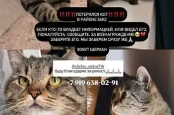 Кошки потеряшки, Набережные Челны, фото: Потеряшка кошка, Набережные Челны, 54/24А