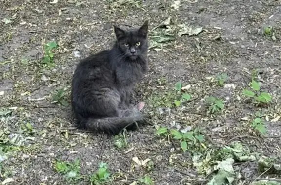 Кошка у подъезда, Фрязевская 15 к3