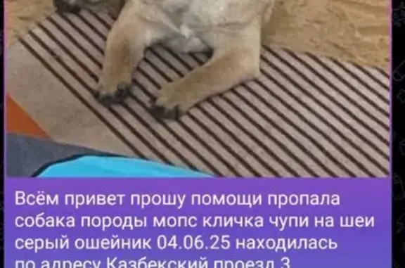 Пропала собака, Казбекская 3/1, Хабаровск