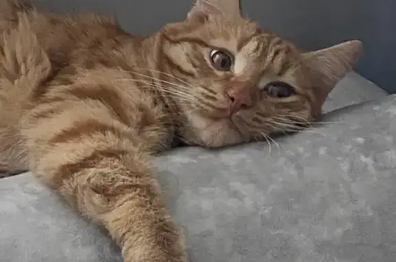 Кошки потеряшки, Саратов, фото: Потеряшка кошка Рыжик, Рябиновская 4, Саратов