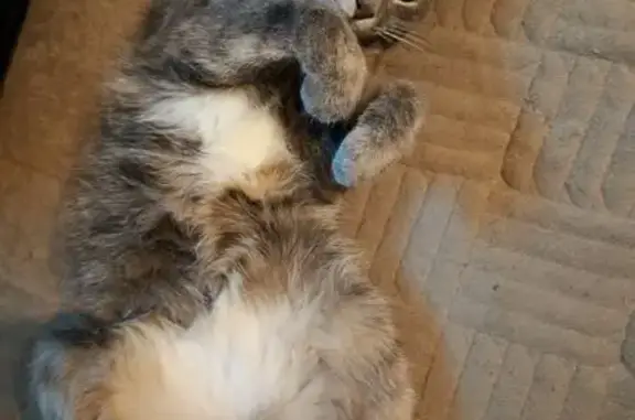 Кошки потеряшки, Орск, фото: Потеряшка кошка, Орск, Братская 38А