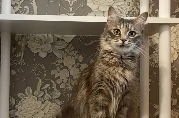 Пропала кошка, переулок Павлова, 12, Сочи