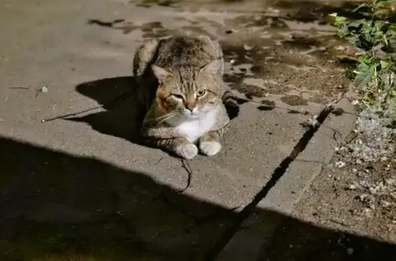 Найдена кошка, Люберцы, фото: Кошка найдена в Люберцах, Южная 5
