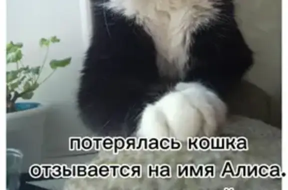 Кошки потеряшки, Бийск, фото: Потеряшка кошка, Виктора Петрова 18, Бийск