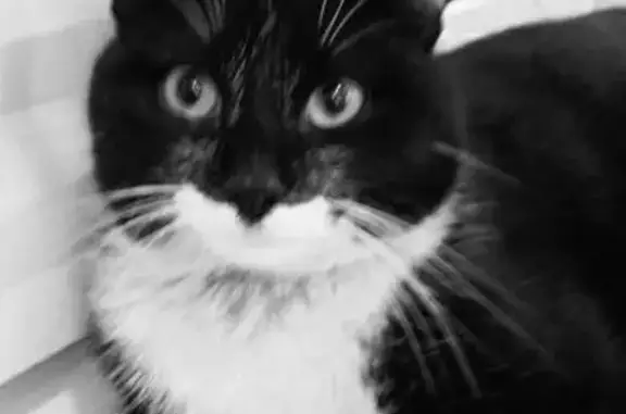 Крупная кошка найдена на Героев Танкограда, 104