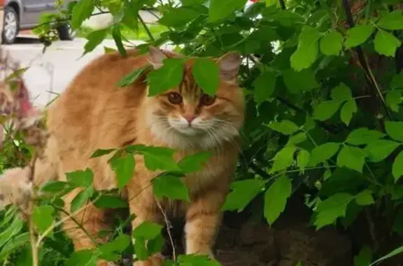 Потерянные животные Оренбург, фото: Пропала кошка, улица Кобозева, 14