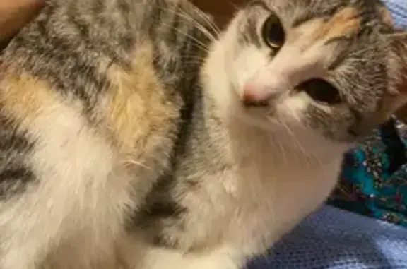 Потерянные животные Астана, фото: Пропала кошка, ул. Медеу, 61, Астана