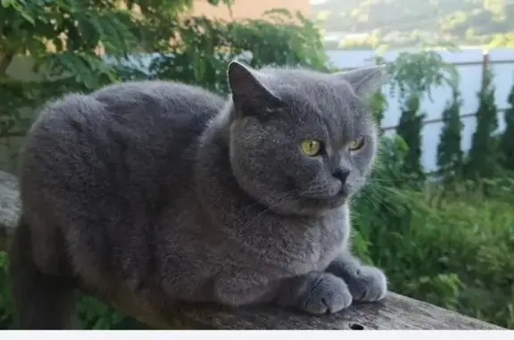 Пропала кошка, ул. Калараша, 72К, Туапсе