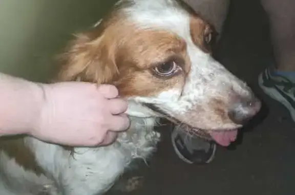 Спаниель найден на Селезнёва, 110, Краснодар