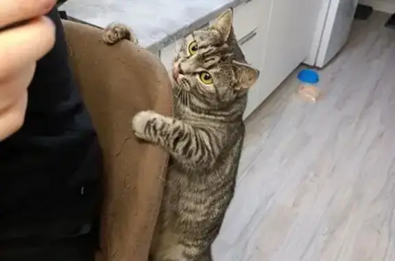 Кошки потеряшки, Екатеринбург, фото: Потеряшка кошка, ул. Дерябиной, 29