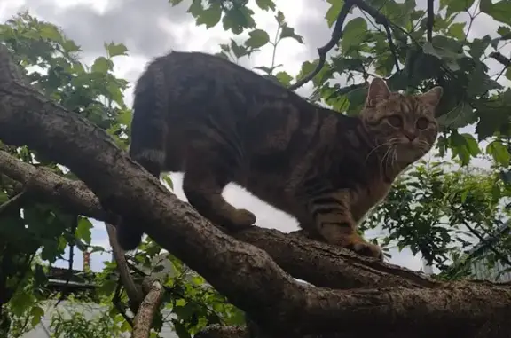 Потерянные животные Ставрополь, фото: Пропала кошка, Симферопольский пер. 3