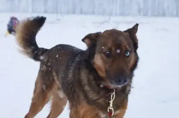 Собаки потеряшки, Тамбовская область, фото: Потеряшка собака в Знаменке, Тамбовская обл.