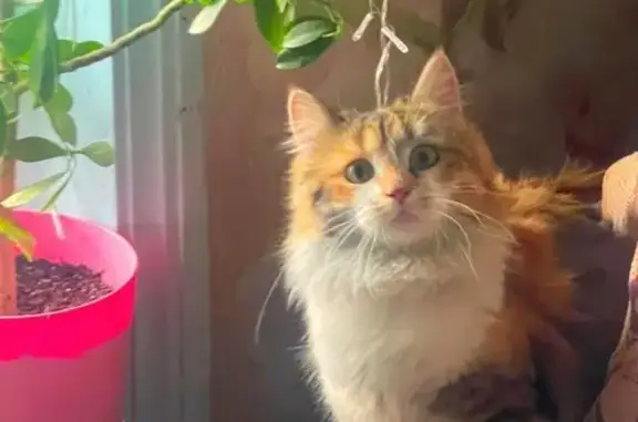 Пропала кошка, ул. Кирова, 1, Дресвяново