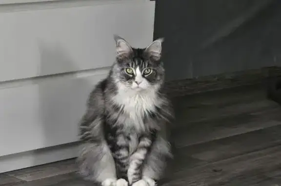 Кошки потеряшки, Малаховка, фото: Потеряшка кошка, 2-й Коренёвский тупик