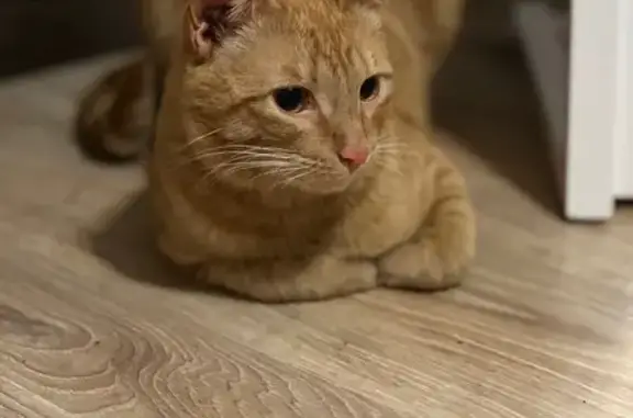 Найдена кошка, Локомотивная 1, Пермь