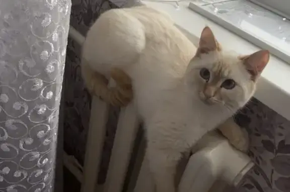 Пропала кошка, ул. Чапаева, 5А, Нижневартовск